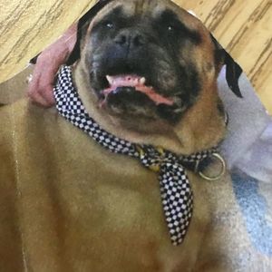 Meet your Posher, Frankie